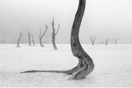 Marsel van Oosten, Holandia