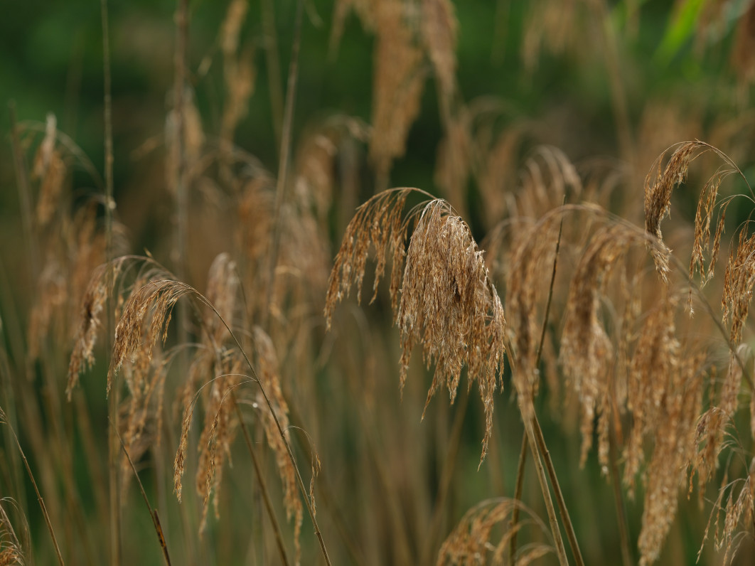 1/250 s, f/8, ISO 800, 500.0 mm