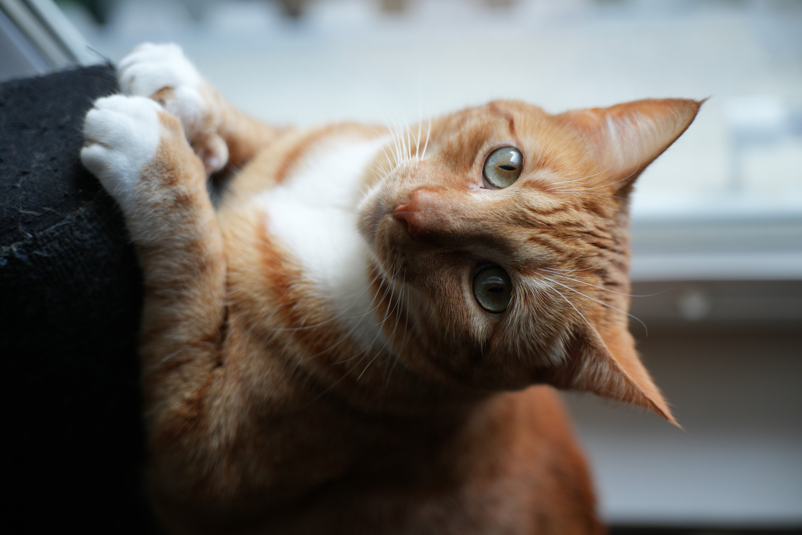 1/250 s, f/2.8, ISO 400, 60.0 mm