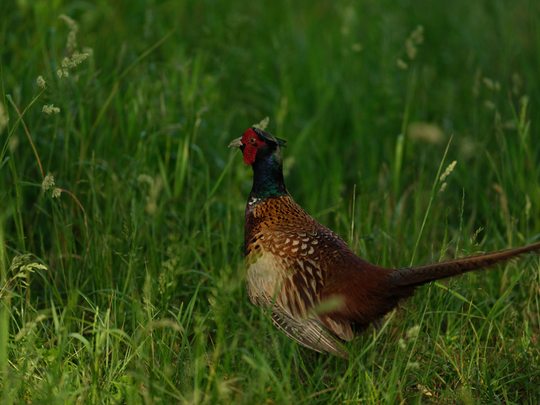 1/3500 s, f/5.6, ISO 320, 500.0 mm