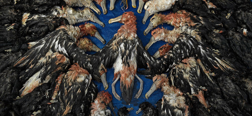Wildlife Photographer of the Year 2020 - zobaczcie wyróżnione prace
