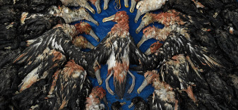 Wildlife Photographer of the Year 2020 - zobaczcie wyróżnione prace