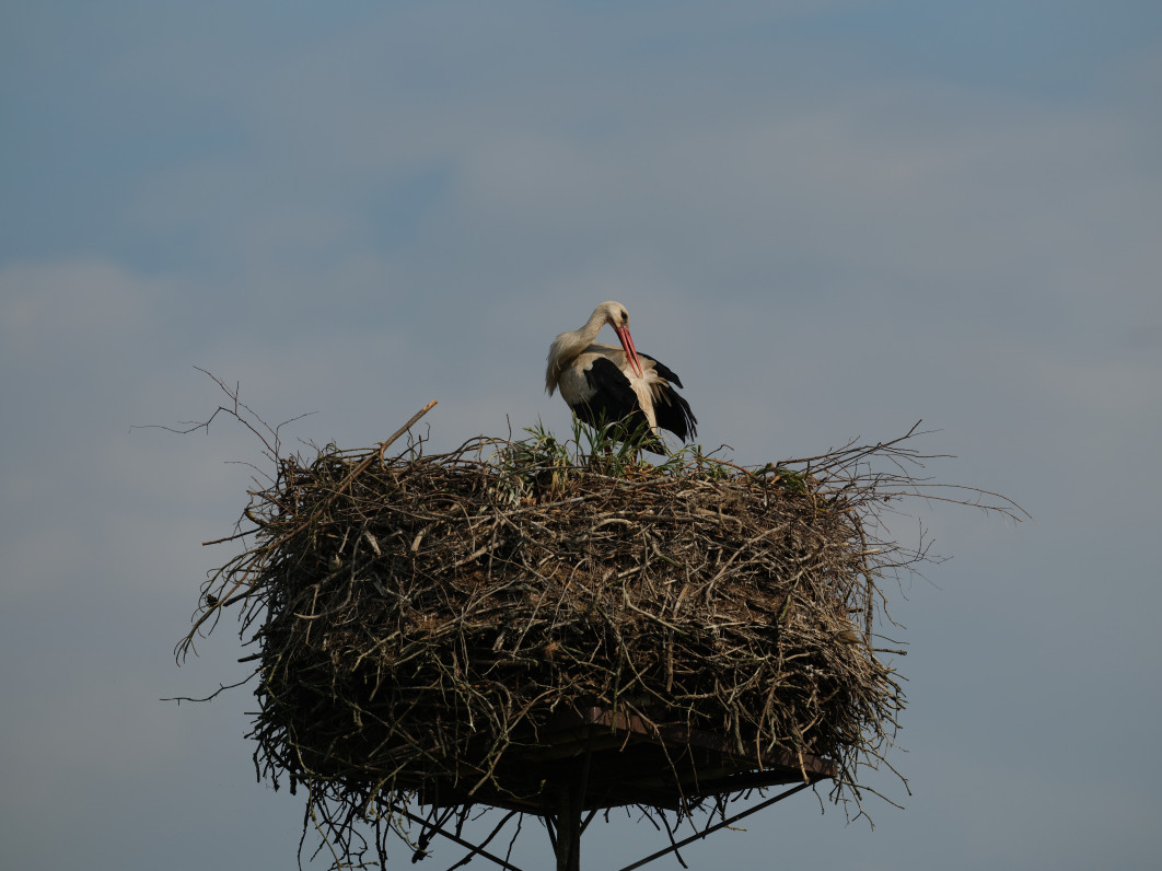 1/1600 s, f/8, ISO 400, 500.0 mm