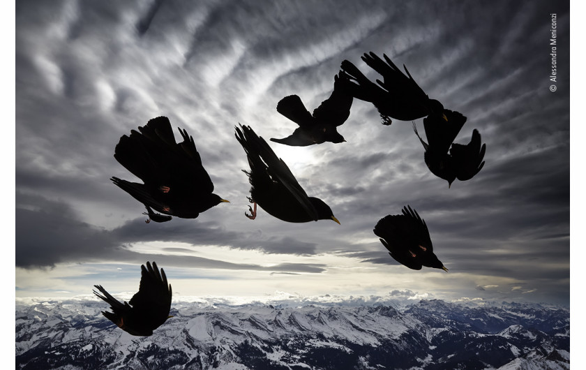 fot. Alessandra Meniconzi, Wind Birds, wyróżnienie w kat. Behviour: Birds / Wildlife Photographer of the Yaar 2020