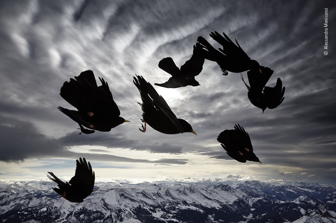 fot. Alessandra Meniconzi, "Wind Birds", wyróżnienie w kat. Behviour: Birds / Wildlife Photographer of the Yaar 2020