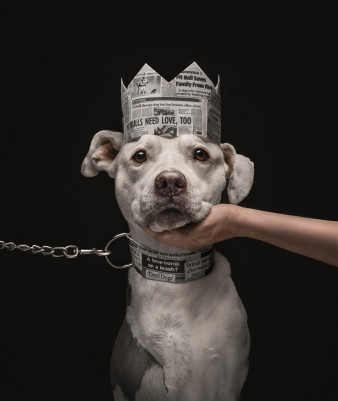 Oto najlepsze na świecie zdjęcia psów - ogłoszono wyniki Dog Photography Awards 2026