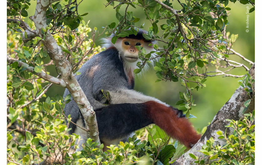 fot. Arshdeep Singh, Treetop douc wyróżnienie w kategorii wiekowej 11-14 lat. / Wildlife Photographer of the Year 2020