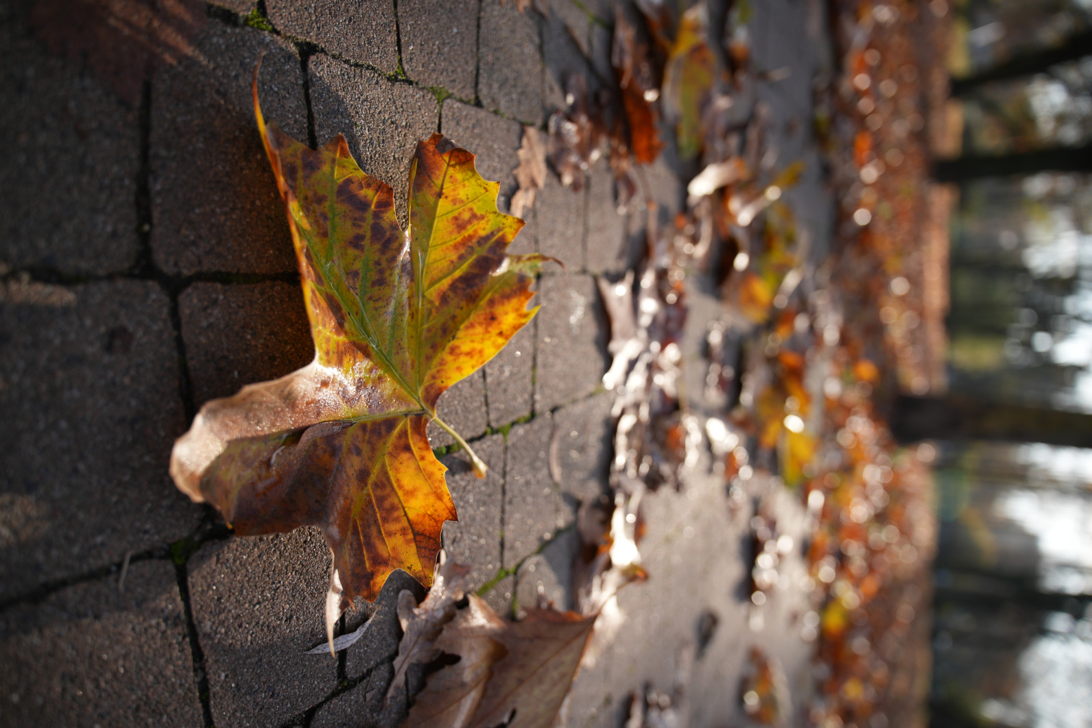 1/500 s, f/2.8, ISO 200, 24.0 mm