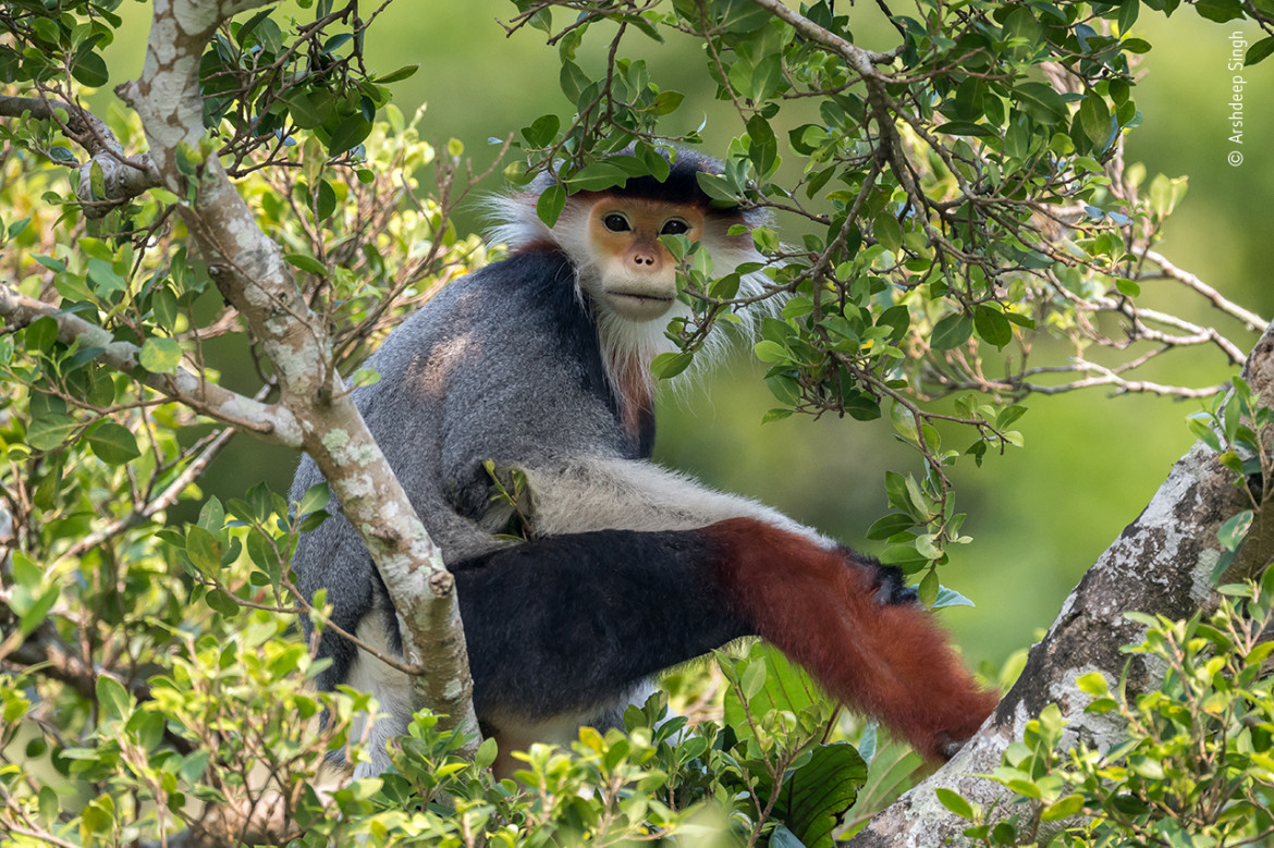 fot. Arshdeep Singh, "Treetop douc" wyróżnienie w kategorii wiekowej 11-14 lat. / Wildlife Photographer of the Year 2020