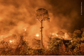 fot. Charlie Hamilton James, "Amazon Burning", wyróżnienie w kat. Wildlife Photojournalism: Single Image / Wildlife Photographer of the Yaar 2020