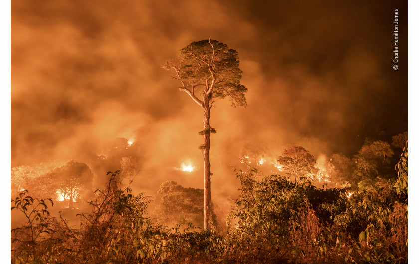 fot. Charlie Hamilton James, Amazon Burning, wyróżnienie w kat. Wildlife Photojournalism: Single Image / Wildlife Photographer of the Yaar 2020