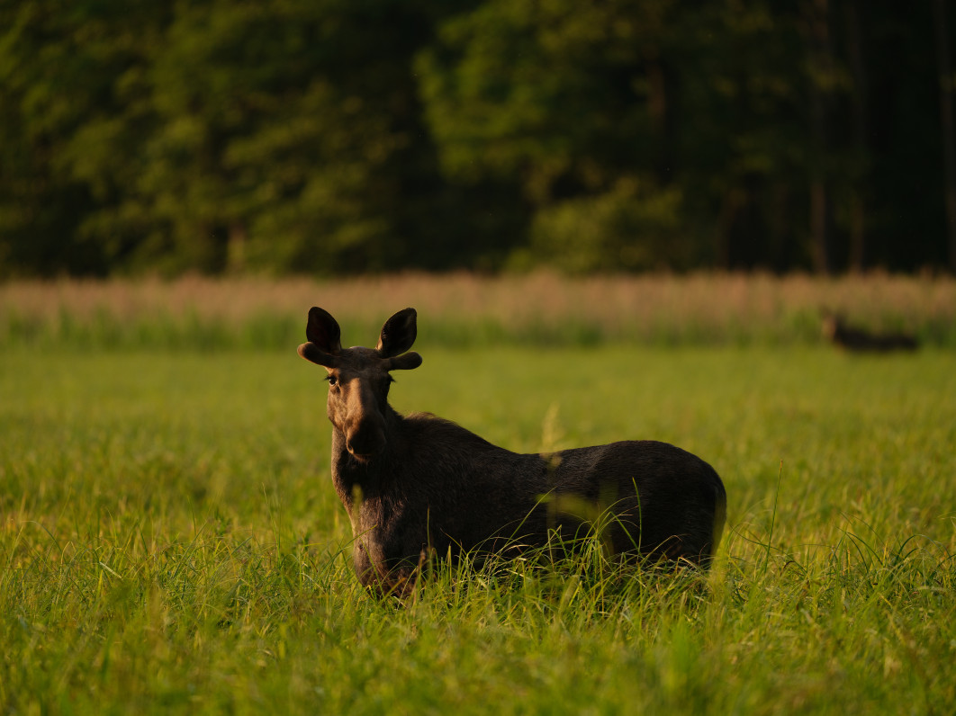 1/550 s, f/5.6, ISO 800, 500.0 mm