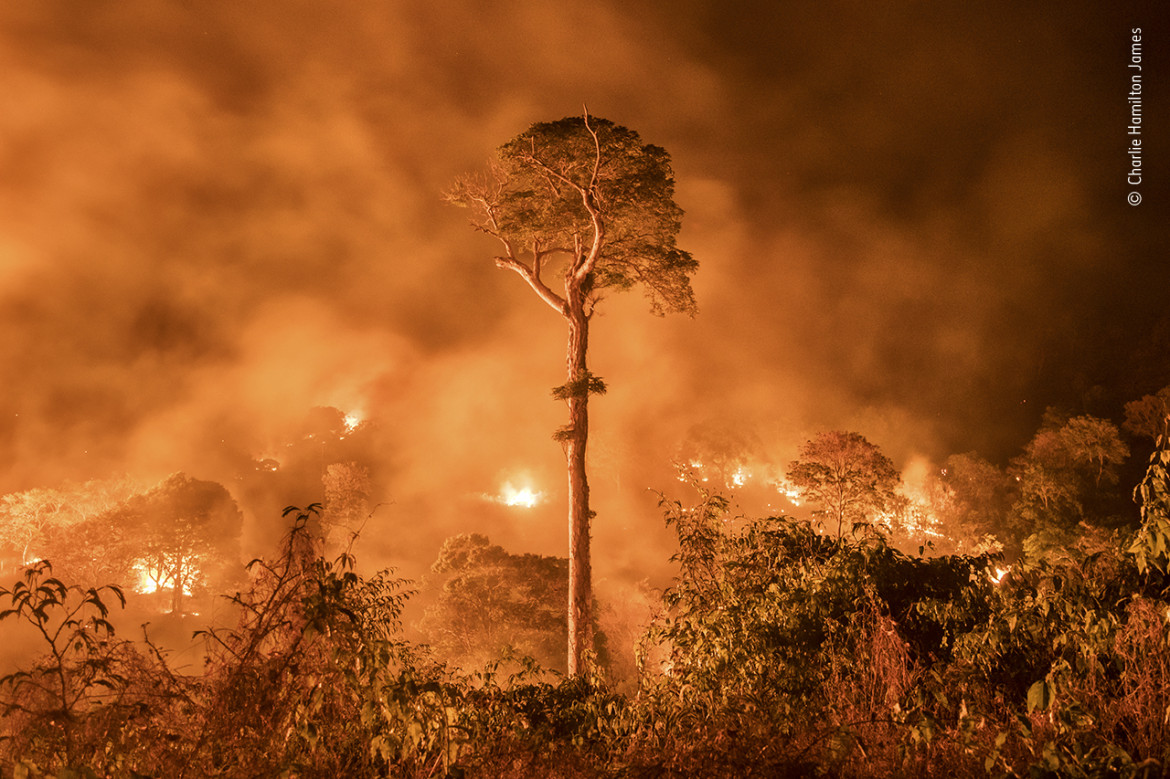 fot. Charlie Hamilton James, "Amazon Burning", wyróżnienie w kat. Wildlife Photojournalism: Single Image / Wildlife Photographer of the Yaar 2020