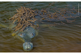 fot. Dhritiman Mukherjee, "Head Start", wyróżnienie w kat. Behaviour: Amphibians and Reptiles / Wildlife Photographer of the Yaar 2020