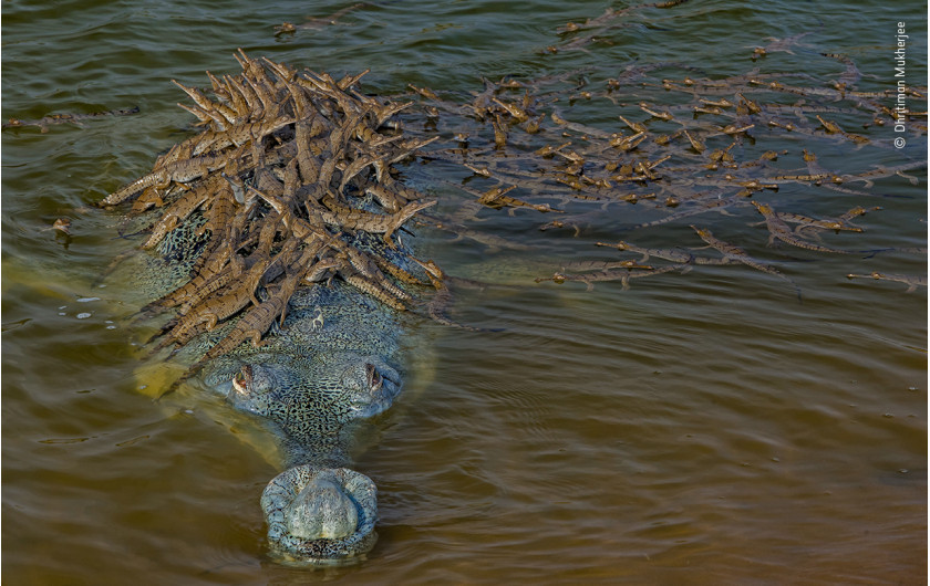 fot. Dhritiman Mukherjee, Head Start, wyróżnienie w kat. Behaviour: Amphibians and Reptiles / Wildlife Photographer of the Yaar 2020