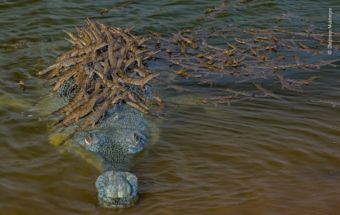 fot. Dhritiman Mukherjee, "Head Start", wyróżnienie w kat. Behaviour: Amphibians and Reptiles / Wildlife Photographer of the Yaar 2020