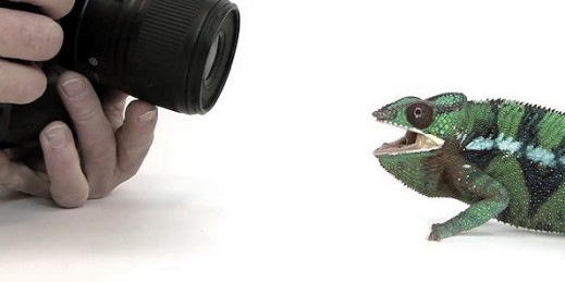 Sfotografowanie 12 tys. zwierząt nie jest łatwe