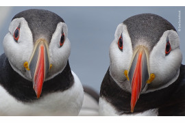 fot. Evie Easterbook, "Paire-up Puffins", wyróżnienie w kategorii wiekowej 11-14 lat / Wildlife Photographer of the Yaar 2020