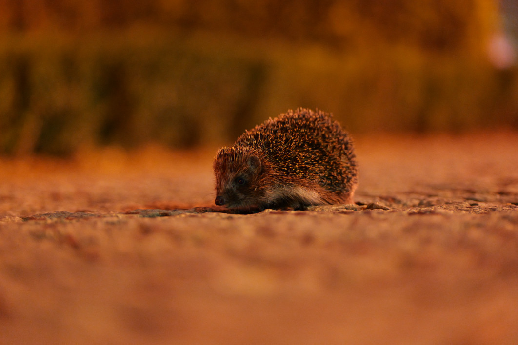 1/8 s, f/1.8, ISO 6400, 85.0 mm