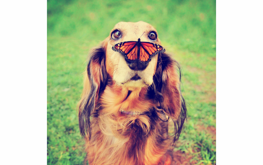 fot. materiały prasowe Comedy Pet Photography Awards