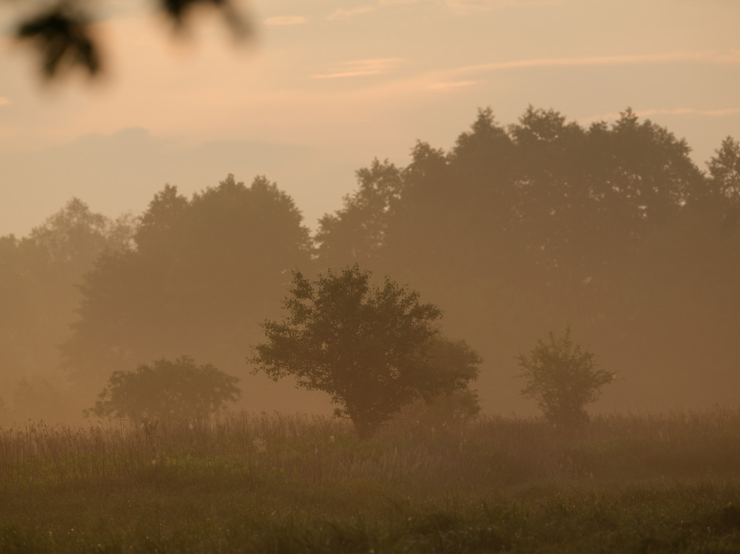 1/680 s, f/8, ISO 1000, 500.0 mm