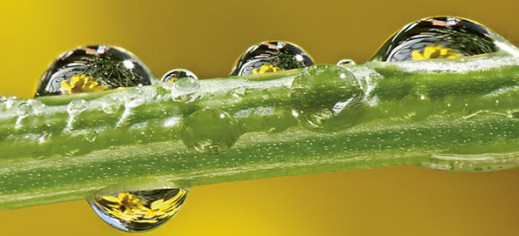 Foto porady Szkoły Perfekcyjnej Fotografii na fotopolis.pl - "Jak robić ostre zdjęcia makro?"