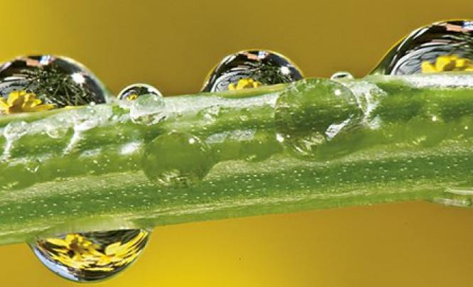  Foto porady Szkoły Perfekcyjnej Fotografii na fotopolis.pl - "Jak robić ostre zdjęcia makro?"