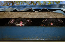 fot. Gary Meredith, "Peeking Possums", wyróżnienie w kat. Urban Wildlife / Wildlife Photographer of the Yaar 2020