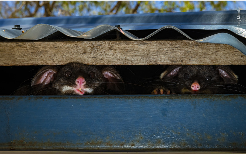 fot. Gary Meredith, Peeking Possums, wyróżnienie w kat. Urban Wildlife / Wildlife Photographer of the Yaar 2020