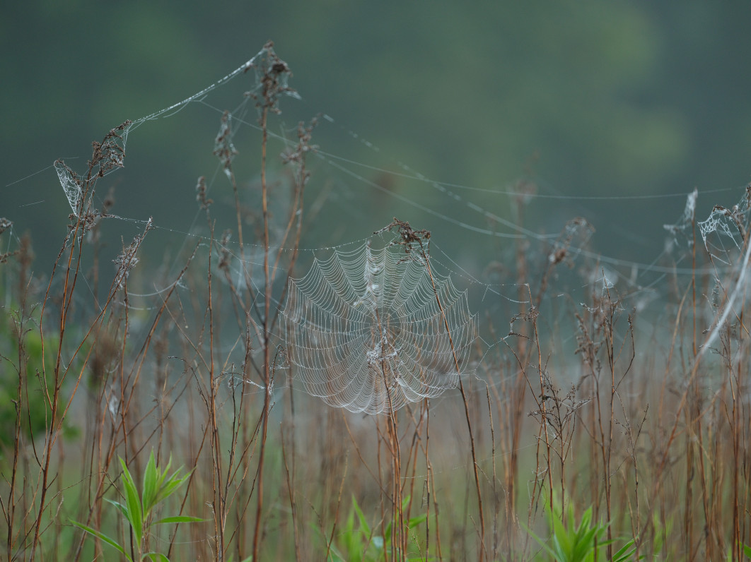 1/420 s, f/5.6, ISO 1600, 500.0 mm