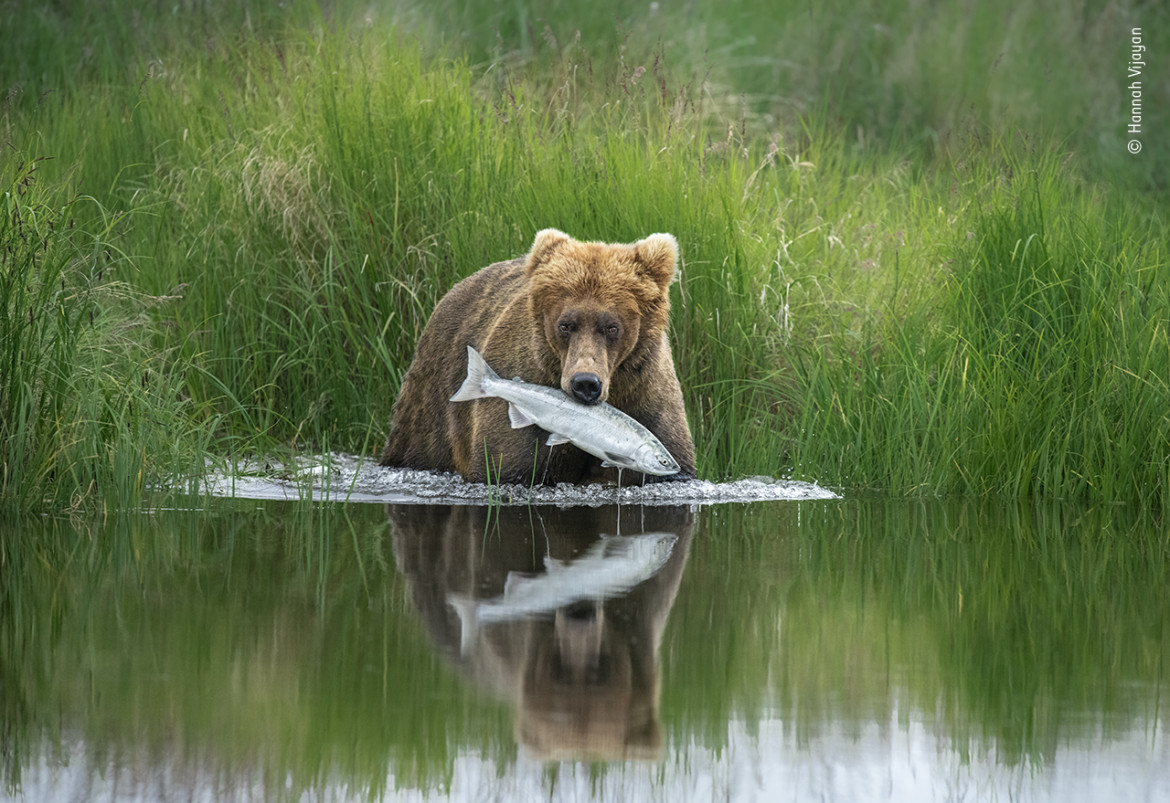 fot. Hannah Vijayan, "The Perfect Catch", wyróżnienie w kategorii wiekowej 15-17 lat / Wildlife Photographer of the Yaar 2020