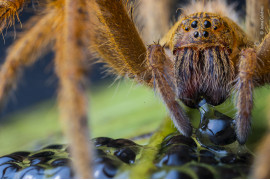 fot Jaime Culebras, "The Spider's Supper", wyróżnienie w kat. Invertebrates / Wildlife Photographer of the Yaar 2020