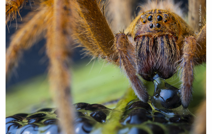 fot Jaime Culebras, The Spider's Supper, wyróżnienie w kat. Invertebrates / Wildlife Photographer of the Yaar 2020
