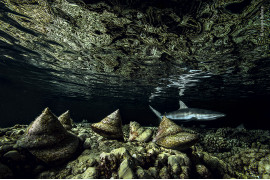 fot. Laurent Ballesta, "The Night Shift", wyróżnienie w kat. Under Water / Wildlife Photographer of the Yaar 2020