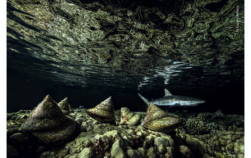 fot. Laurent Ballesta, The Night Shift, wyróżnienie w kat. Under Water / Wildlife Photographer of the Yaar 2020