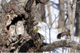 fot. Makoto Ando, "Surprise!", wyróżnienie w kat. Behaviour: Mammals / Wildlife Photographer of the Yaar 2020