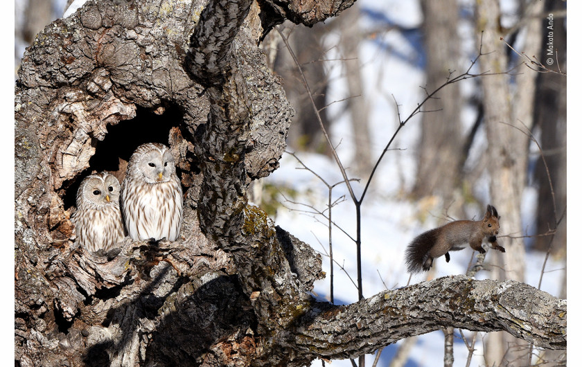 fot. Makoto Ando, Surprise!, wyróżnienie w kat. Behaviour: Mammals / Wildlife Photographer of the Yaar 2020