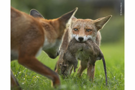 fot. Matthew Maran, "The Rat Game", wyróżnienie w kat. Behaviour: Mammals / Wildlife Photographer of the Yaar 2020