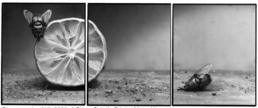 "Archetyp fotografii" - nowa wystawa w gdańskim CSW Łaźnia