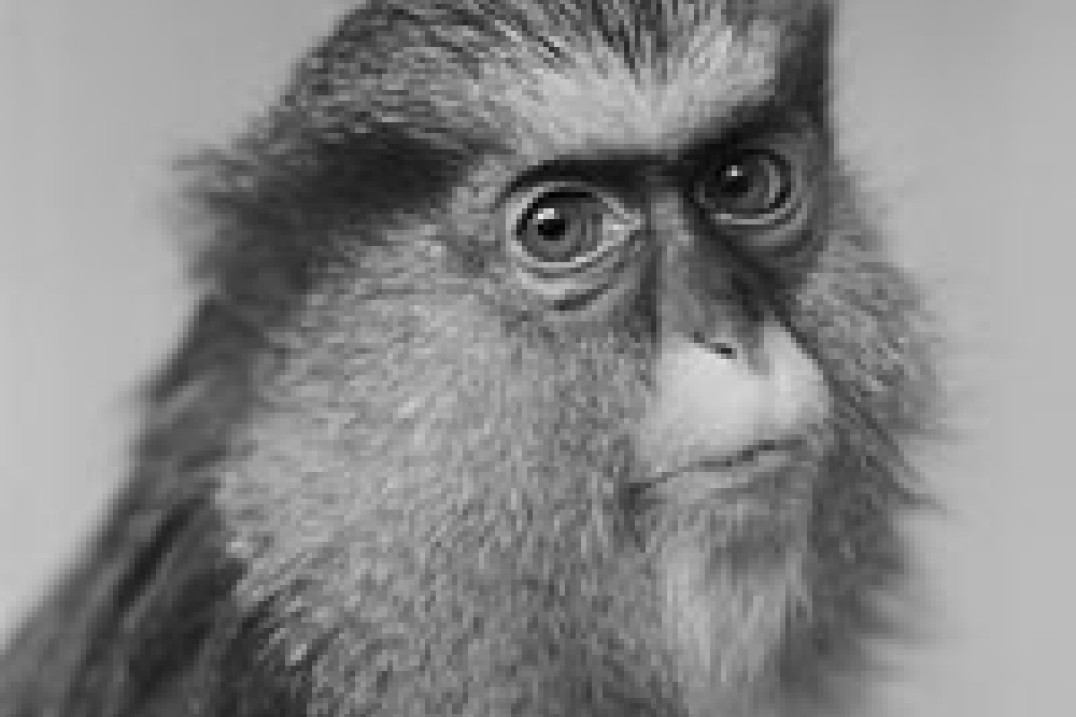 Polacy nagrodzeni w konkursie Sony World Photography Awards 2012