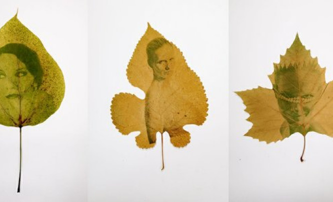  „Fotosynteza” Marka Jana Karasia, czyli wyjątkowe obrazy zatrzymane na… liściach