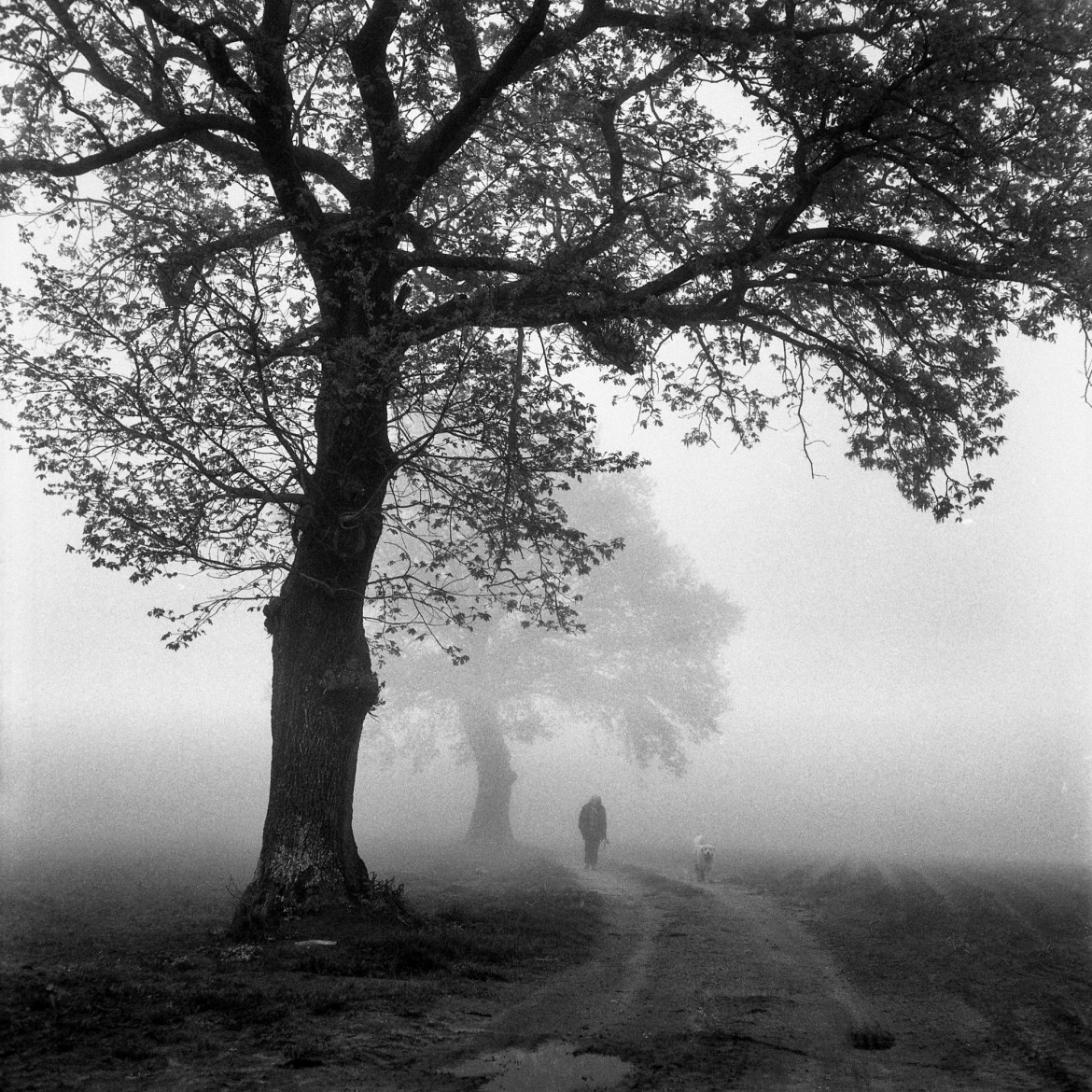 fot. Małgorzata Szura Piwnik, "A Walk in the Fog", 2. Miejsce w kat. Analog: Landscape / IPA 2020