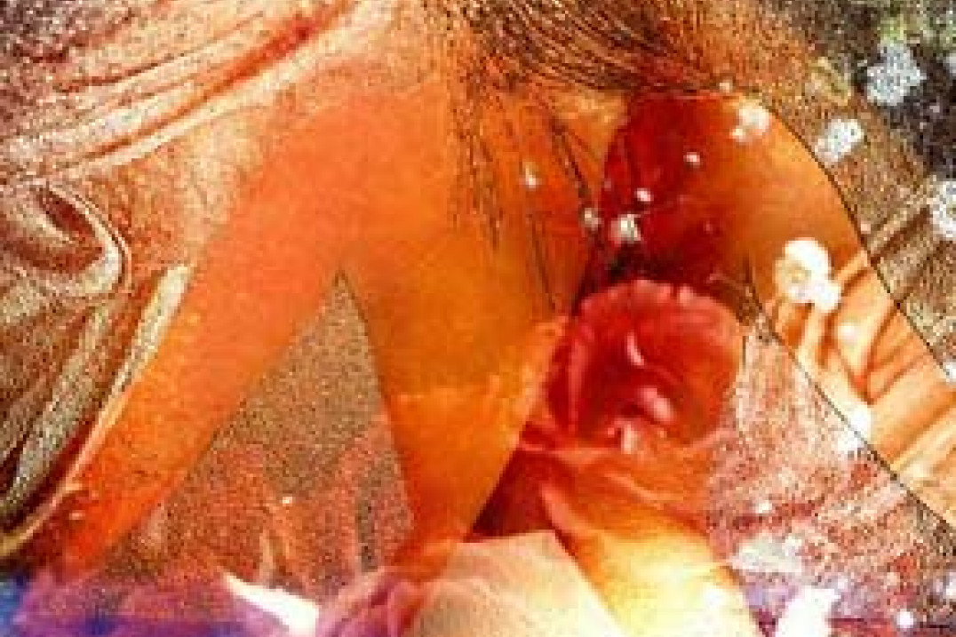 Wystawa "Erotic collage" Jana Berdaka w Elblągu