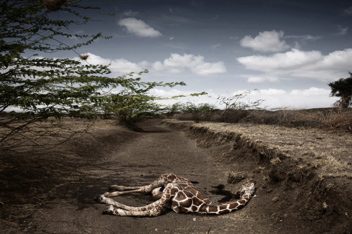 fot. Stefano De Luigi, Italy, VII Network for Le Monde Magazine, Giraffe killed by drought, northeast Kenya, September