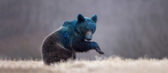 Sigma 500 mm f/4 Sport w fotografii przyrodniczej - recenzja Pawła Wróblewskiego