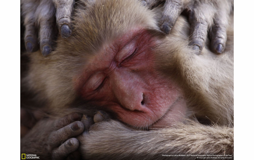 © Lance McMillan - wyróżnienie w kategorii Wildlife