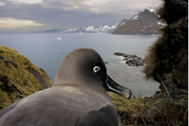 fot. Paul Nicklen, Canada, National Geographic, South Georgia, Antarctica