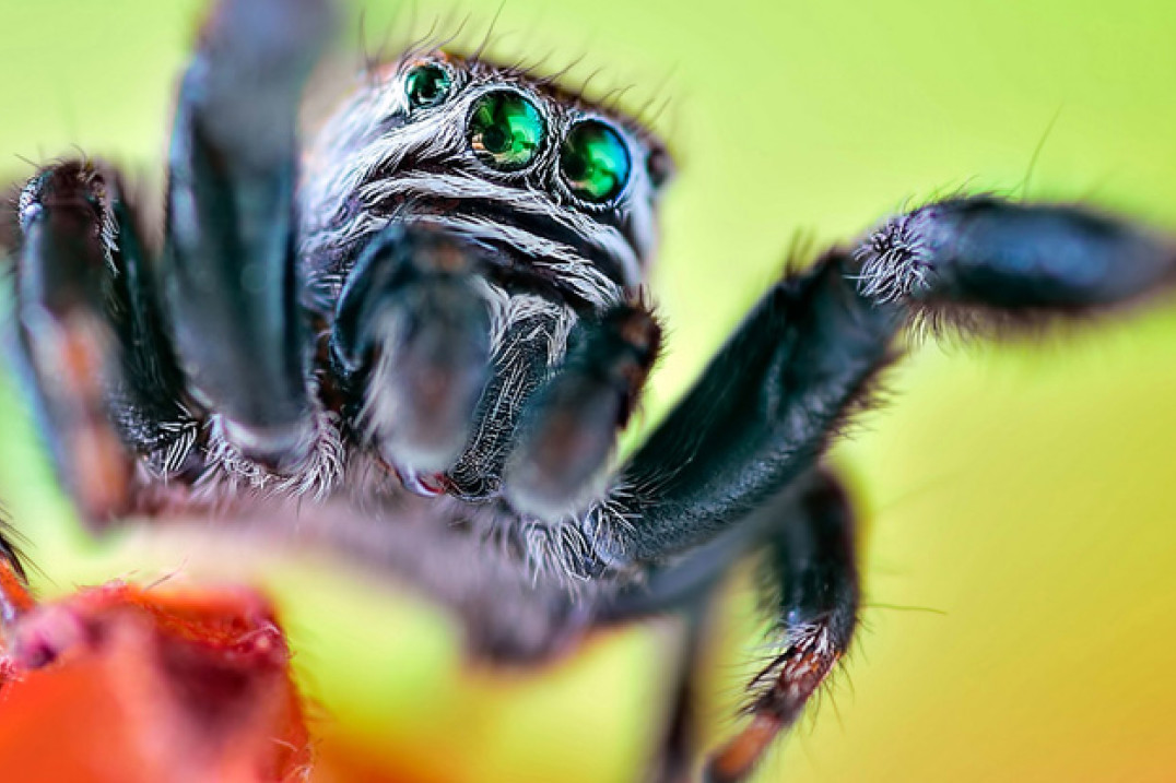 6 kroków do lepszych zdjęć makro - porady Sebastiana Janickiego