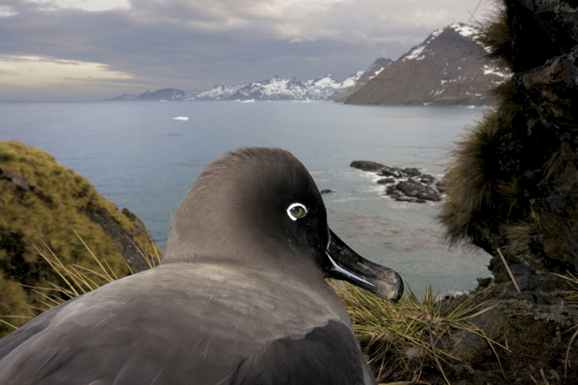 fot. Paul Nicklen, Canada, National Geographic, South Georgia, Antarctica