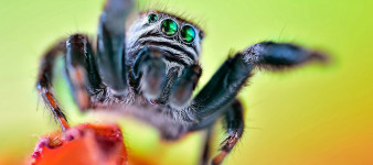 6 kroków do lepszych zdjęć makro - porady Sebastiana Janickiego